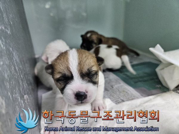 한국동물구조관리협회_441406202402259